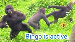 Ringo is active.林戈動作很快，哥哥追不到|D'jeeco Family|Gorilla|Taipei zoo