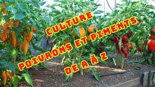 Poivrons et Piments de A à Z : guide de culture complet 2024