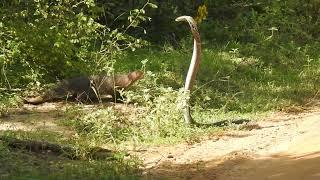 Sri Lanka wildlife