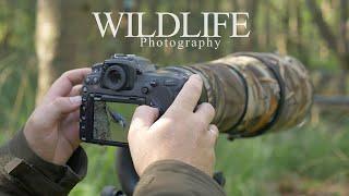 EMOTIONAL MOMENTS IN THE FOREST || WILDLIFE PHOTOGRAPHY - small birds and red squirrel