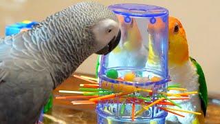 Apollo Plays KerPlunk Stream Highlights