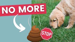 Stop Your Puppy From Eating Poop