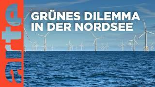 Windparks im Meer - Chance oder Risiko für die Natur? | Doku HD | ARTE