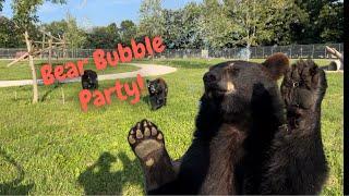 Morning Brown Bear Routine and the Bears Play with Bubbles! #animals #funnyanimals #funnyvideos