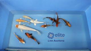 Elite Koi's Japanese Koi Auction Livestream Event   Bid on Stunning Varieties from Home!