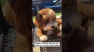 Dog ignoring owner in the cutest way possible | Milo the Havanese Puppy