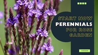 Top 8 Perennials Companions For Roses (Start From Seed Now)