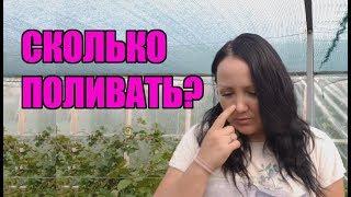 Сколько поливать малину и ежевику