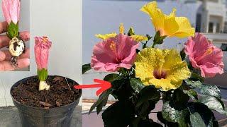 How I grow big hibiscus flowers with this little tip | hoa giâm bụt