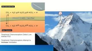 Altitude Adaptation of Central Chemoreceptors