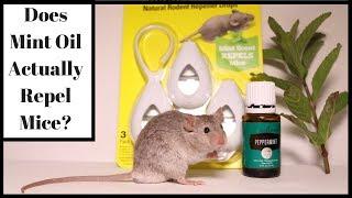 Does Mint Oil Actually Repel Mice?  Let's Test It Out With Real Mice.