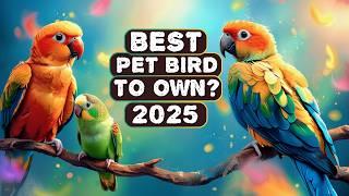 You Won't Believe the Top Pet Bird for Beginners | Best Pet Birds to Own