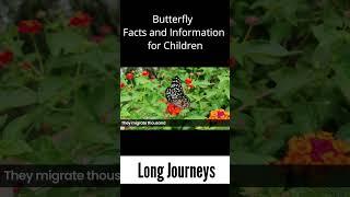 Long Journeys - Butterfly Facts and Information for Children #butterfly #butterflies #journey #long