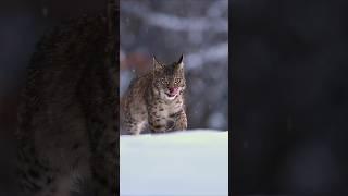 Bobcat in the snow #wildlife #animals #education