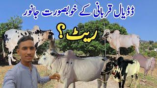 Beautiful sacrificial animals at Dadyal|Rate Kiya Hain?