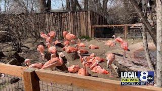 Idaho Falls Zoo season officially begins