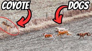 Hunting Down The King Of Coyotes! Epic Coyote Hunt