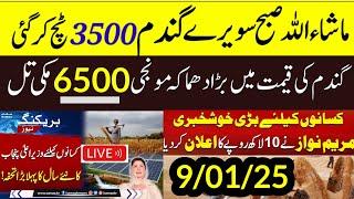 Maryam Nawaz big news/Gundam rate 2025 Wheat Support Price 2025 گندم کی امدادی قیمت فائنل اعلانmunji