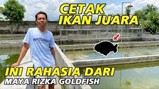 Wajib Tahu ‼ Ternyata Ini Ukuran Kolam Ikan Ideal dari Maya Rizka Goldfish