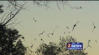 10/28 - 5pm - NDOW: Nevada's Bats Help Keep Area Bug Population Under Control