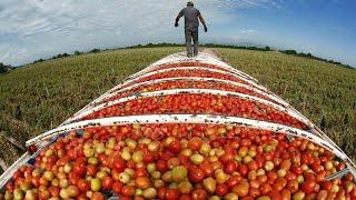 American Agriculture Technology - Harvest Billions Of Tomatoes In California