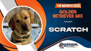 Scratch | 8mo. Golden Retriever mix | The Best Dog Trainers in Virginia