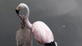 Andean flamingo