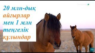 Қазақ еліндегі жылқы тұқымдары