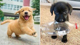 Baby Dogs  Cute and Funny Dog Videos Compilation #19 | 30 Minutes of Funny Puppy Videos 2023