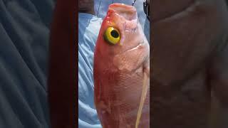 Fisherman describes differences in species #shortsviral #fishing #shorts