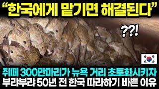 "한국에게 맡기면 해결된다" 쥐떼 300만 마리가 뉴욕 거리 초토화시키자 부랴부랴 50년 전 한국 따라하기 바쁜 이유 l 해외반응 한류