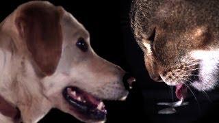 Cats vs Dogs in slow motion | Slo Mo #5 | Earth Unplugged