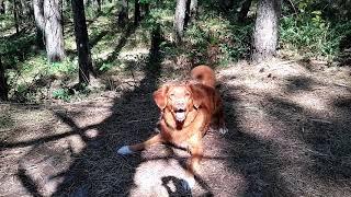 Toller scream. Screaming dog Duck tolling retriever.