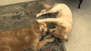 Charlie vs Roman