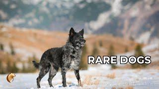 Top 5 RAREST Dog Breeds In The World!