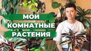 Большой Обзор Комнатных Растений » Джунгли в Городской Квартире » Май 2022