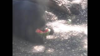 TJ the Black Bear eating watermelon in slow motion  #fortworthzoo