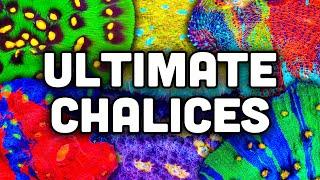 Chalice Corals! Colors, Contrast, and Challenges!