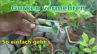 Gurken vermehren - So kannst du einfach Gurkenpflanzen vermehren selber ziehen