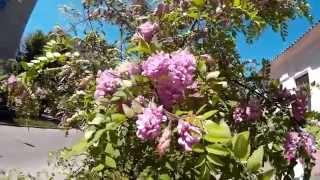 Декоративная розовая акация (робиния клейкая) - дерево с душистыми цветущими гроздьями