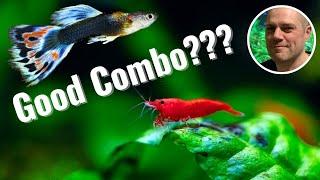 Can Red Cherry Shrimp Live With Guppies? OR WILL THE GUPPIES EAT ALL THE RED CHERRY SHRIMP????