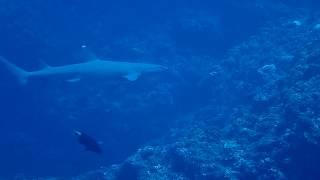 White Tip Reef Shark at Cape Kyan Okinawa Japan