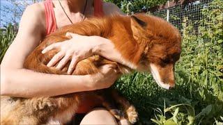 Foxes Lose Their Fluffy Winter Coat