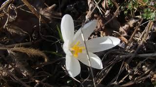 White crocus / Beli žafran