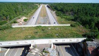 Bridges Built For Animals But Does It Actually Work