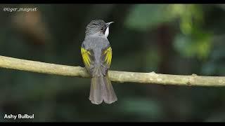 Bulbuls of Buxa Tiger Reserve