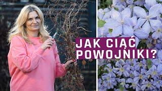 Cięcie powojników - jak ciąć clematisy? Prace ogrodowe wiosną.