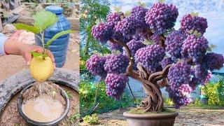 Amazing growing Grapes with pear fruit Get lots of fruit, Easy techniques for planting sick plants