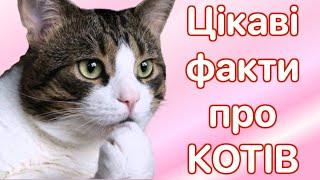 Цікаві факти про котів 