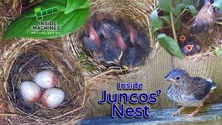 Inside a Junco Nest - From Hatch to Flight